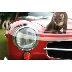 Piège à Limaces Naturel Extérieur -Jardin Harmonie Soldes Boutique 6453a729131387.71912942