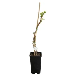 Framboisier 'heritage' - Rubus Idaeus 3l -Jardin Harmonie Soldes Boutique 6455137a8e6d74.71766285