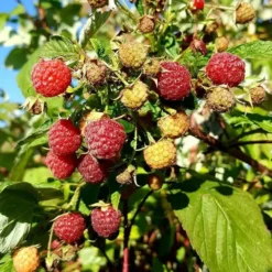 Framboisier 'heritage' - Rubus Idaeus 3l