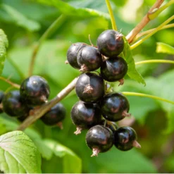 Plant Cassissier Andega Premium Pot 2l