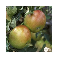 Pommier Cox Orange Pippin : Demi Tige Ctr 15 Litres 8 Pommier Cox Orange Pippin : Demi Tige Ctr 15 Litres -Jardin Harmonie Soldes Boutique 64580 004