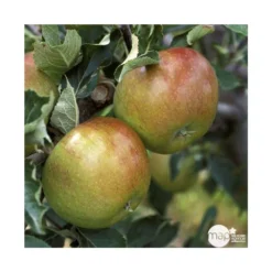 Pommier Cox Orange Pippin : Gobelet 3 Ans D'âg Ctr 12 Litres -Jardin Harmonie Soldes Boutique 64581 005