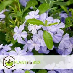 Plumbago Auriculata - Set De 6 - Grimpante Fleurie - Pot 9cm - Hauteur 25-40cm -Jardin Harmonie Soldes Boutique 64594c844e6b83.51847532