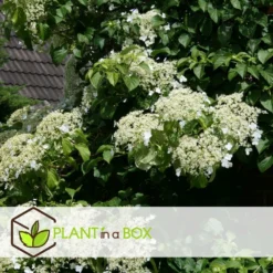 Hortensia Petiolaris - Set De 6 - Hortensia Grimpant - Pot 9cm - Hauteur 25-40cm -Jardin Harmonie Soldes Boutique 64594c8e24d139.12664719