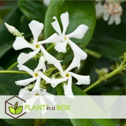 Jasmin Xl - Plante Grimpante - Pot 17cm - Hauteur 110-120cm -Jardin Harmonie Soldes Boutique 64594d519ae3a7.69029603