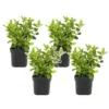 Viburnum Tinus - Set De 4 - Véritable Laurier - Pot 17cm - Hauteur 25-40cm