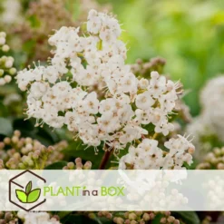 Viburnum Tinus - Set De 4 - Véritable Laurier - Pot 17cm - Hauteur 25-40cm -Jardin Harmonie Soldes Boutique 64594fc73362b6.46971732