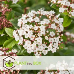 Viburnum Tinus - Set De 4 - Véritable Laurier - Pot 17cm - Hauteur 25-40cm -Jardin Harmonie Soldes Boutique 64594fc7449982.12702596