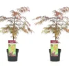Acer Palmatum 'garnet' - Set De 2 - Erable - Pot 19cm - Hauteur 60-70cm