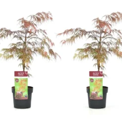 Acer Palmatum 'garnet' - Set De 2 - Erable - Pot 19cm - Hauteur 60-70cm