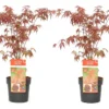 Acer Palmatum 'atropurpureum' - Set De 2 - Erable - Pot 19cm - Hauteur 60-70cm -Jardin Harmonie Soldes Boutique 64594fdc8232c6.72165609