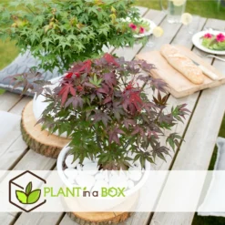 Acer Palmatum 'atropurpureum' - Set De 2 - Erable - Pot 19cm - Hauteur 60-70cm -Jardin Harmonie Soldes Boutique 64594fdc86bff6.99043144