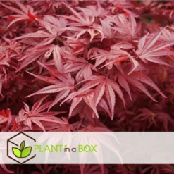Acer Palmatum 'atropurpureum' - Set De 2 - Erable - Pot 19cm - Hauteur 60-70cm -Jardin Harmonie Soldes Boutique 64594fdc8bb888.54159068