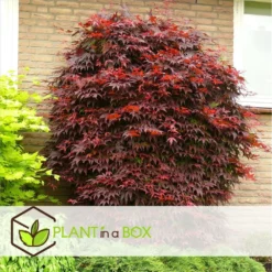 Acer Palmatum 'atropurpureum' - Set De 2 - Erable - Pot 19cm - Hauteur 60-70cm -Jardin Harmonie Soldes Boutique 64594fdc9db923.88068489