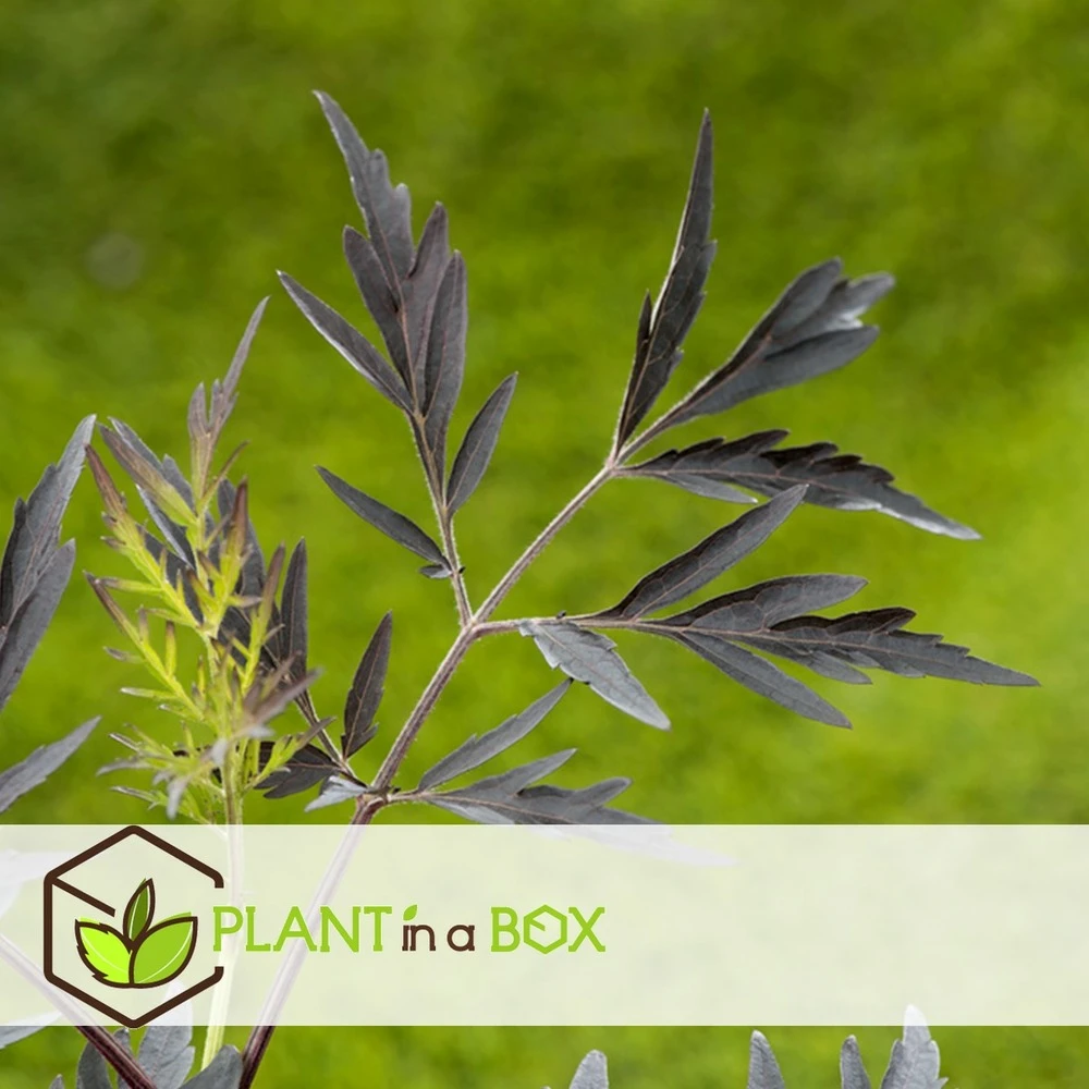 Sambucus Nigra 'black Lace' - Set De 4 - Pot 17cm - Hauteur 25-40cm 4 Sambucus Nigra 'black Lace' - Set De 4 - Pot 17cm - Hauteur 25-40cm – Image 2