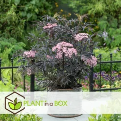 Sambucus Nigra 'black Lace' - Set De 4 - Pot 17cm - Hauteur 25-40cm 10 Sambucus Nigra 'black Lace' - Set De 4 - Pot 17cm - Hauteur 25-40cm -Jardin Harmonie Soldes Boutique 64594fe017ff58.54905189