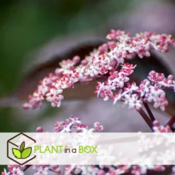 Sambucus Nigra 'black Lace' - Set De 4 - Pot 17cm - Hauteur 25-40cm 9 Sambucus Nigra 'black Lace' - Set De 4 - Pot 17cm - Hauteur 25-40cm -Jardin Harmonie Soldes Boutique 64594fe01c6815.60092599