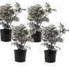Sambucus Nigra 'black Lace' - Set De 4 - Pot 17cm - Hauteur 25-40cm -Jardin Harmonie Soldes Boutique 64594fe02fd2c6.05769829