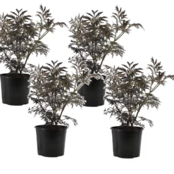 Sambucus Nigra 'black Lace' - Set De 4 - Pot 17cm - Hauteur 25-40cm