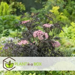 Sambucus Nigra 'black Lace' - Set De 4 - Pot 17cm - Hauteur 25-40cm 11 Sambucus Nigra 'black Lace' - Set De 4 - Pot 17cm - Hauteur 25-40cm -Jardin Harmonie Soldes Boutique 64594fe03806c9.54643939