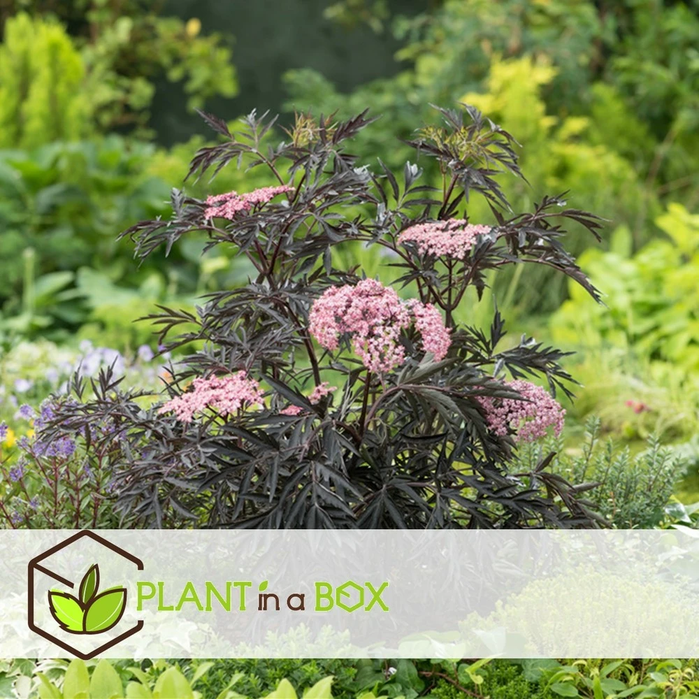 Sambucus Nigra 'black Lace' - Set De 4 - Pot 17cm - Hauteur 25-40cm 7 Sambucus Nigra 'black Lace' - Set De 4 - Pot 17cm - Hauteur 25-40cm – Image 5