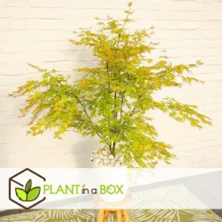 Érable Du Japon 'orange Lace' - érable Du Japon - Pot 19 - Hauteur 60-70cm -Jardin Harmonie Soldes Boutique 64594fe37d6034.25635926