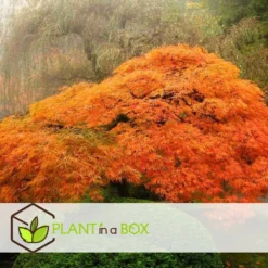 Érable Du Japon 'orange Lace' - érable Du Japon - Pot 19 - Hauteur 60-70cm -Jardin Harmonie Soldes Boutique 64594fe398ecf4.82427058