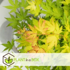 Acer 'orange Dream' - Set De 2 - Erable Japonais - Pot 19cm - Hauteur 60-70cm -Jardin Harmonie Soldes Boutique 64594fee6b73d3.76688745