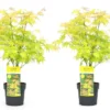 Acer 'orange Dream' - Set De 2 - Erable Japonais - Pot 19cm - Hauteur 60-70cm -Jardin Harmonie Soldes Boutique 64594fee7cce94.98078015
