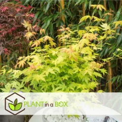 Acer 'orange Dream' - Set De 2 - Erable Japonais - Pot 19cm - Hauteur 60-70cm -Jardin Harmonie Soldes Boutique 64594fee93e6f8.30303969