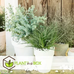 Fascicularia - Set De 2 - Feuilles Bleu-gris - Pot 13cm - Hauteur 20-30cm -Jardin Harmonie Soldes Boutique 64594ff3527889.00738581