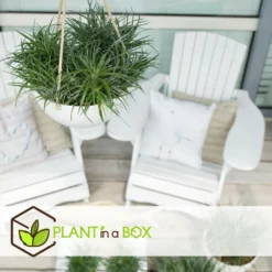 Fascicularia - Set De 2 - Feuilles Bleu-gris - Pot 13cm - Hauteur 20-30cm -Jardin Harmonie Soldes Boutique 64594ff376f620.10067684