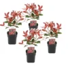 Photinia Fraseri Red Robin - Set De 4 - Pot 17cm - Hauteur 30-40cm -Jardin Harmonie Soldes Boutique 64594ff9de2b95.93065919