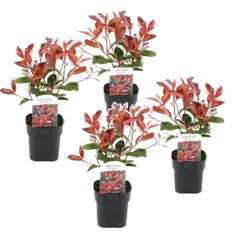 Photinia Fraseri Red Robin - Set De 4 - Pot 17cm - Hauteur 30-40cm