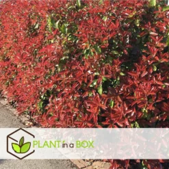 Photinia Fraseri Red Robin - Set De 6 - Pot 17cm - Hauteur 30-40cm -Jardin Harmonie Soldes Boutique 6459500a3f3082.23305329