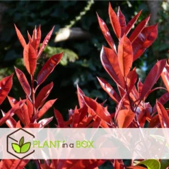 Photinia Fraseri Red Robin - Set De 6 - Pot 17cm - Hauteur 30-40cm -Jardin Harmonie Soldes Boutique 6459500a44a9d6.48307489