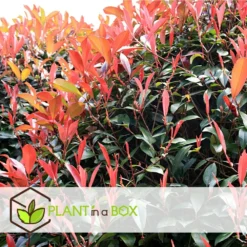 Photinia Fraseri Red Robin - Set De 6 - Pot 17cm - Hauteur 30-40cm -Jardin Harmonie Soldes Boutique 6459500a66e9f7.63273158