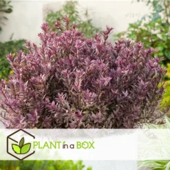 Hebe Pinguifolia - Mélange De 12 - Arbuste - Pot 10.5cm - Hauteur 15-20cm -Jardin Harmonie Soldes Boutique 6459500e64f3c6.09711097