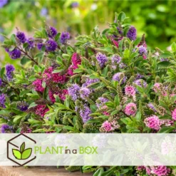 Hebe Pinguifolia - Mélange De 12 - Arbuste - Pot 10.5cm - Hauteur 15-20cm -Jardin Harmonie Soldes Boutique 6459500e708ff1.21350477