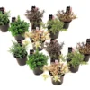 Hebe Pinguifolia - Mélange De 12 - Arbuste - Pot 10.5cm - Hauteur 15-20cm -Jardin Harmonie Soldes Boutique 6459500e75e2d7.60549722