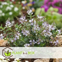 Hebe Pinguifolia - Mélange De 12 - Arbuste - Pot 10.5cm - Hauteur 15-20cm -Jardin Harmonie Soldes Boutique 6459500e849c88.75910708