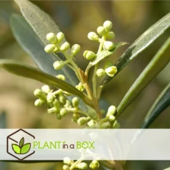 Olea Europaea - Oliviers - Pot 9cm - Hauteur 25-40cm -Jardin Harmonie Soldes Boutique 64595012239446.66153522