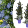 Ceanothus Thyrsiflorus Repens - Set De 2 - Arbuste - Pot 17cm - Hauteur 60-70cm -Jardin Harmonie Soldes Boutique 6459513fdad008.18167388