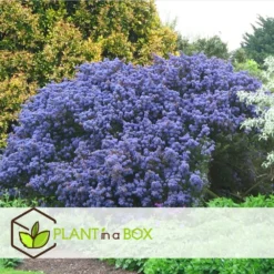 Ceanothus Thyrsiflorus Repens - Set De 2 - Arbuste - Pot 17cm - Hauteur 60-70cm -Jardin Harmonie Soldes Boutique 6459513fe0fdc7.38009607