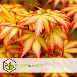 Acer 'orange Dream' - érable Du Japon - Pot 19cm - Hauteur 60-70cm -Jardin Harmonie Soldes Boutique 645951438cd7a4.16475158