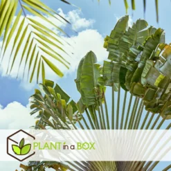 Ravenala Madagascariensis - Set De 6 - Palmier - Pot 9cm - Hauteur 25-40cm -Jardin Harmonie Soldes Boutique 6459514a4d3af4.73981020