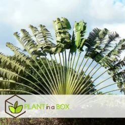 Ravenala Madagascariensis - Set De 6 - Palmier - Pot 9cm - Hauteur 25-40cm -Jardin Harmonie Soldes Boutique 6459514a528798.06132902