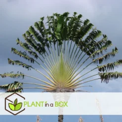 Ravenala Madagascariensis - Set De 6 - Palmier - Pot 9cm - Hauteur 25-40cm -Jardin Harmonie Soldes Boutique 6459514a638d88.90406025