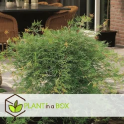 Acer Palmatum 'emerald Lace' - érable Du Japon - Pot 19cm - Hauteur 60-70cm -Jardin Harmonie Soldes Boutique 64595151614980.17326622