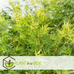 Acer Palmatum 'emerald Lace' - érable Du Japon - Pot 19cm - Hauteur 60-70cm -Jardin Harmonie Soldes Boutique 645951516b2a88.44107607